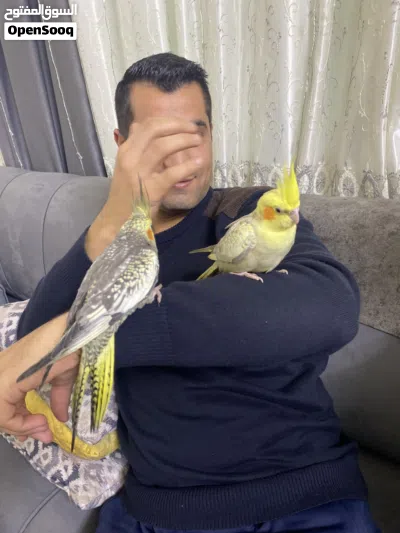 للبيع زوج كوكتيل أليف ومميز 2