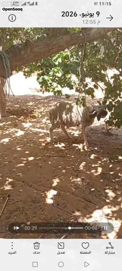 خروف للبيع 2