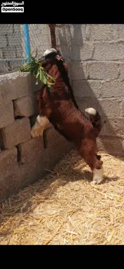 للبيع تيس فحل 2