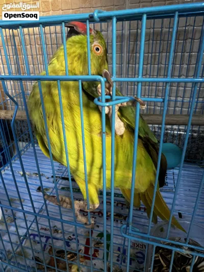 متوه هندية للبيع 4