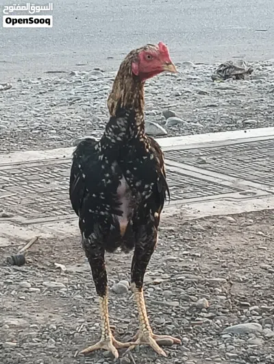 Pakistani bread jawa 100 person quality fighter chicken 2