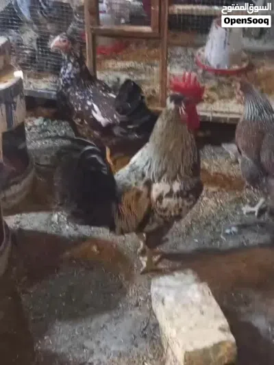 ديچ رمادي كويتي 3