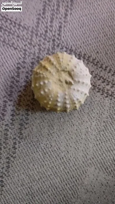 قنف البحر قديم للبيع 2
