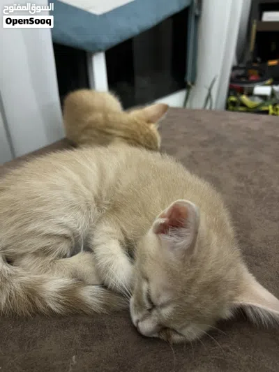 Cat Adoption 4