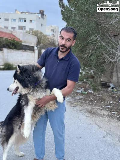 هاسكي مالموت للبيع او البدل على طيور 3