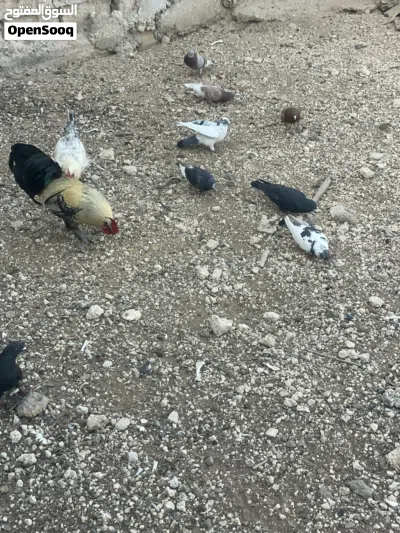 حمام للبيع 4