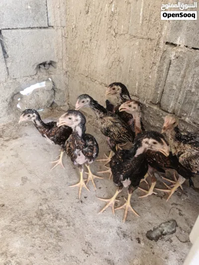 فروجات نفس ما واضح العمر شهرين ونص 2