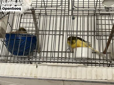 كوب يا رب يبارك جاهزة 2