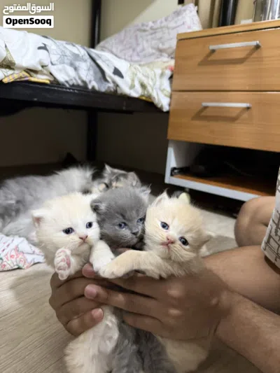 Persian Kittens 3