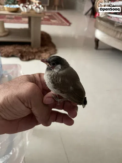 بلبل خد ابيضّ بحاله جيده ونشيط عمره تقريبا ثلاث أسابيع صحته أمورها طيبه ميه بالميه 2