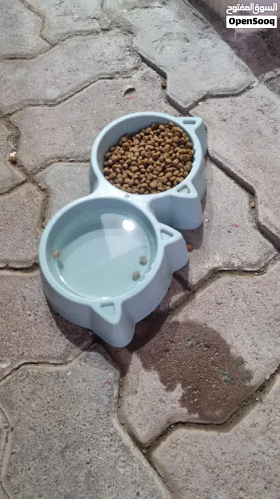 قطة شيرازية للبيع 3