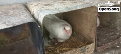 جوزين حمام شغل حضانه حنونات وهاديات الجوزين بتركن عليهم تحط تحتهم بيض وتطلع فراخ ان شاء الله 4
