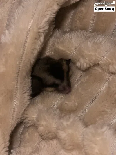 السنجاب الطائر Sugar Glider 2