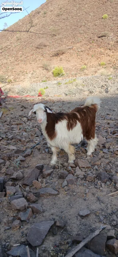 للبيع جدي ماشاء الله عليه 2