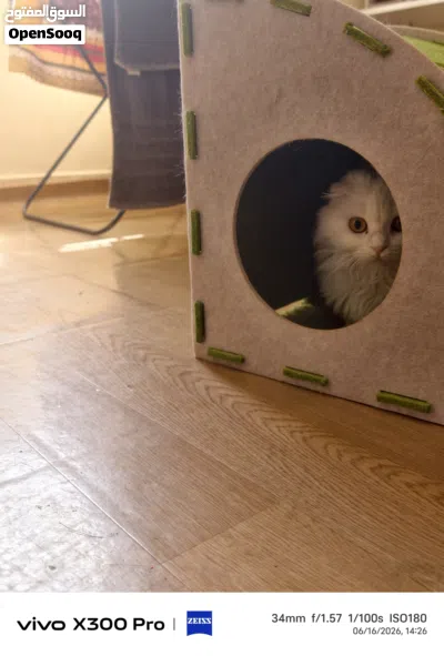 Cat house for sale 4