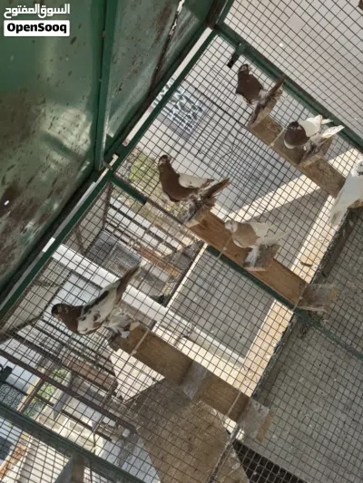 للبيع حمام روسي 2