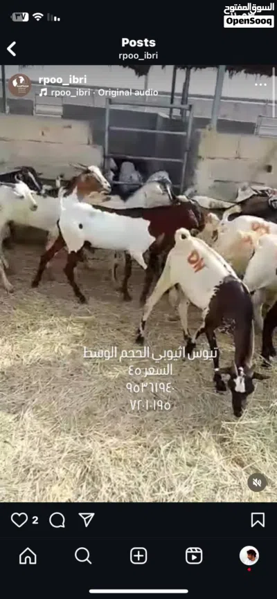 وصول دفعه جديدة من الكباشه والتيوس المطعومه لدينا مع توفر ذبح وتوصيل 3