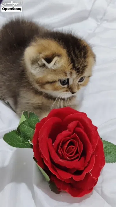 قطط مميزه من سلالات راقيه 3