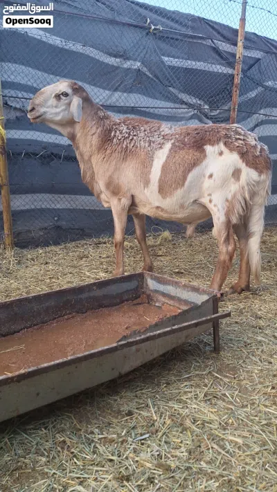 للبيع كبش فحل حار سوداني سواكن وسمين فوول ماشاءالله تبارك الرحمان 2
