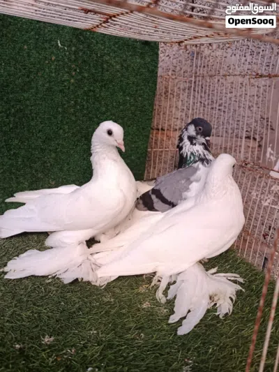 تلاته دكورة هزازات 3