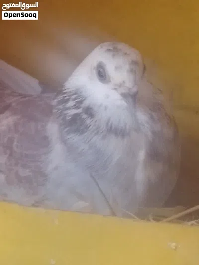 طيور حمام مشكل للبيع 3