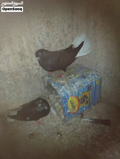 جوزين شغلات للبيع 2