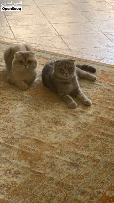Adorable 2 Months Kittens for Sale 3