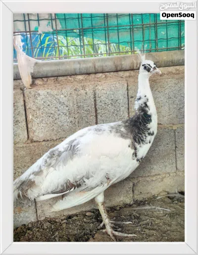 للبيع مجموعة طواويس 2