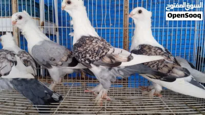 طيور زينه لببيع انواع 4