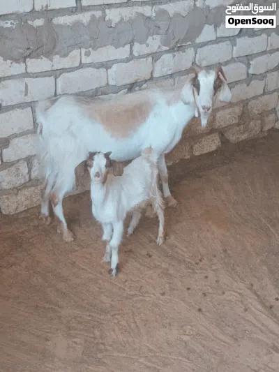 عنز سنها اول جمع تحتها جدي الله يبارك 2