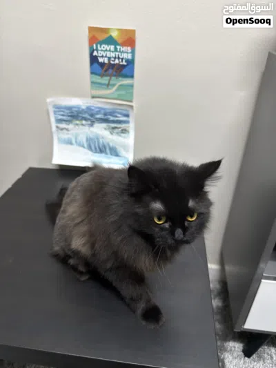 قطه British Longhair 4