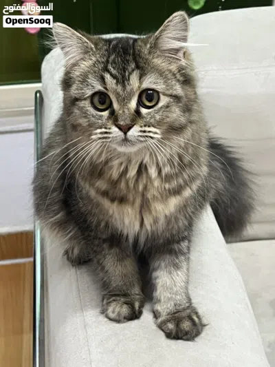 قطة فارسية صغيرة للبيع فقط (واتساب فقط) Persian Kitten for Sale Only (WhatsApp Only) 3