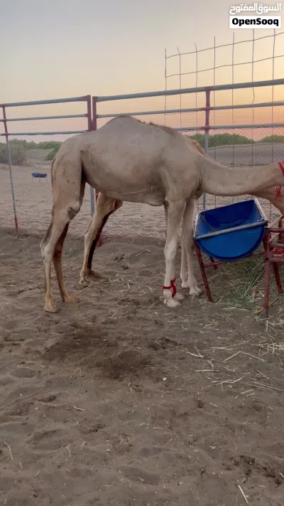 بكره فطيمة للبيع 2
