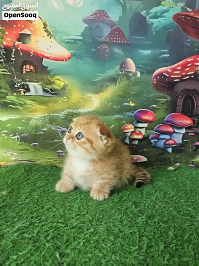Male and female Scottish kilt Fold Munchkin kitten available for a new and good home .very good catz 4
