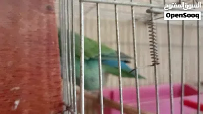 طير انثى روز للبيع 4