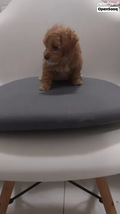 متوفر جروة مالتيبو اناث MALTIPOO PUPPY FEMALE AVAILABLE 2