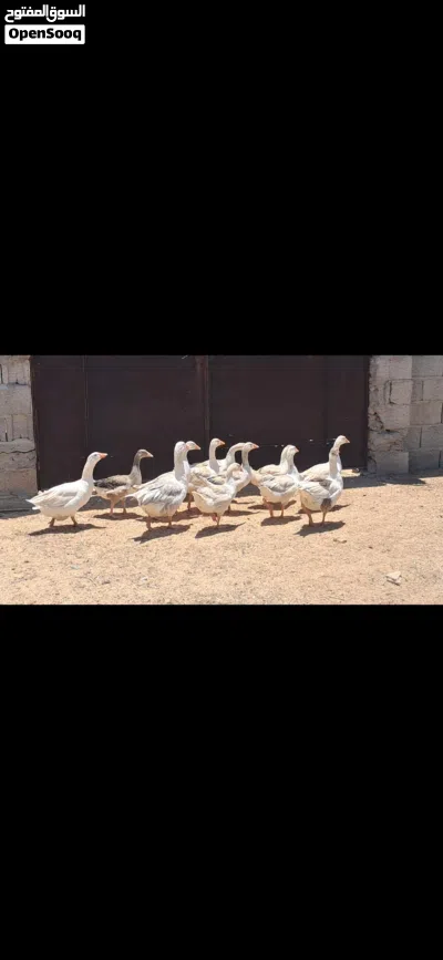 ذكر و 2 أناتي وز و 9 طروف إنتاجهم مكان مصراتة 2