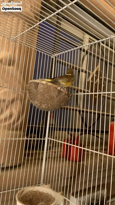ذكور كناري و إيناث وحساسين 2