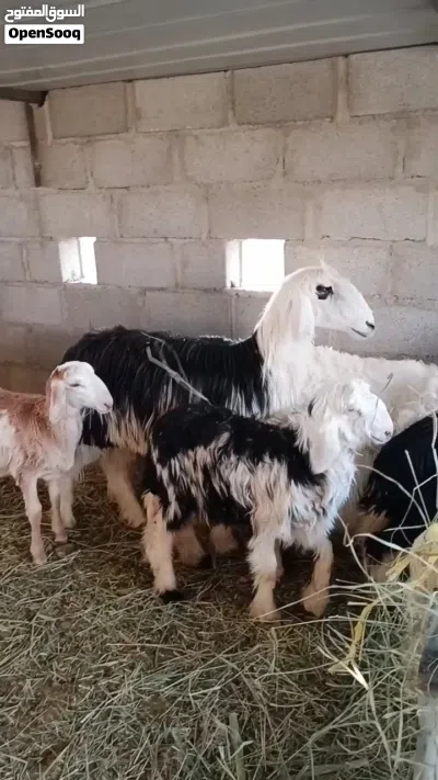 ماشاءالله جعد نجديات (أقرا التفاصيل في الوصف) 2