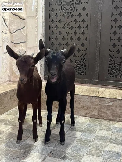 جدي وسخله مورسيانو عمر 5شهور 3