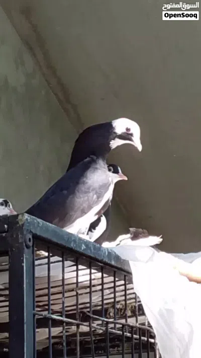دكر شقلاب هزاز ربي يبارك 2