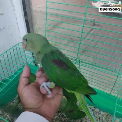 فروخ دره نيبالي للبيع 2