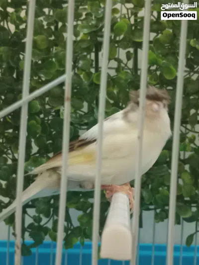 كناري الله يبارك 4