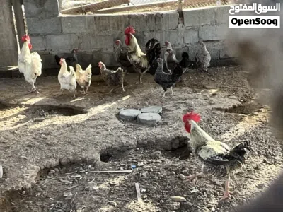 دجاج فرنسي للبيع بياض 3