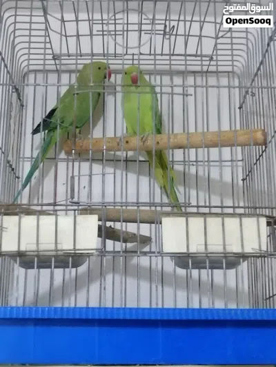 ببغاء دره للبيع الي ع الشمال برا القفص اليف وبحكي كلمتين وبقلد أصوات 2
