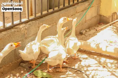 إوز ممتاز للبيع منتج وأحجام مختلفة 4