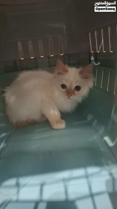 kitten turkey mix Shirazi 3