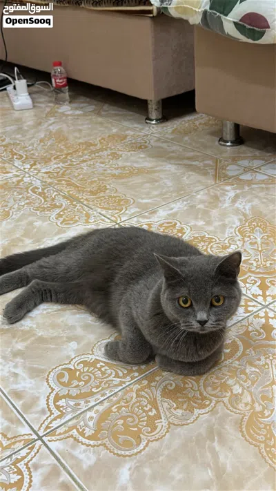 * قطط ذكر وأنثى 4