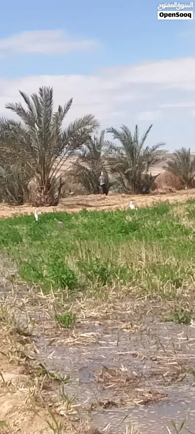 ارضك في الواحات البحريه 2