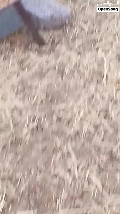للبيع تيوسا 2